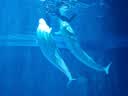 火火兔早教机0-3岁故事机婴幼儿童学习机宝宝启蒙玩具生日礼物 实拍图