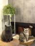 Orijen渴望猫粮 八重守护老年猫进口 猫粮1.8kg-效期至27年12月 实拍图