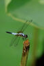 富士（FUJIFILM）XF70-300mmF4-5.6 R LM OIS WR 中长焦变焦镜头 全天候镜身 5.5档防抖 适用于XT4  XT3 实拍图