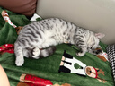 普安特宠物猫咪驱虫药驱虫体内外同驱跳蚤犬虱非泼罗尼滴剂爱滴克 实拍图