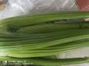 西芹1kg 实拍图