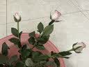 京东鲜花【艾莎】玫瑰花10枝如意基地鲜切花水养插花生活花束山东源头直发 实拍图