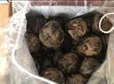 京鲜生广西荔浦马蹄 2.4斤装  广西特产 精美礼盒 脆甜可口 新鲜荸荠 实拍图