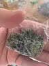 醉茗山正宗特级兰花香铁观音2026新茶清香型小袋装茶叶绿茶自己喝500g 实拍图
