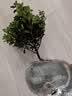 花行榜小叶赤楠老桩盆栽客厅桌面植物室内阳台四季好养绿植盆栽源头直发 实拍图