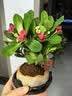 开时果 铁海棠盆栽带花发货 虎刺梅室内盆景绿植阳台窗台花卉开花植物 【推荐款】莲花陶瓷盆+圆底托 实拍图