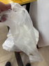 登比白色塑料袋40*60背心袋超市购物袋食品袋方便袋马甲袋打包手提袋 实拍图