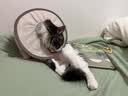猫八万伊丽莎白圈绝育护理项圈猫咪狗狗美容脖圈防舔咬头套脖圈 灰S 实拍图