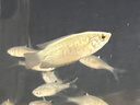 龟真寿甲鱼膨化颗粒饲料 450g 养殖专用幼苗中华鳖开口粮大小王八食物 实拍图