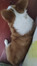 麦富迪狗粮 乖宝乐狗粮幼犬通用均衡营养（牛肉蛋黄）10kg/20斤 实拍图