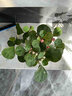 花翁小盼菩提苔藓球水培绿植物盆栽办公室内桌面好养易活花卉源头直发 实拍图