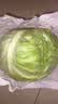 山东寿光新鲜青甘蓝卷心菜新鲜包菜青绿卷心菜手撕包菜爆炒 寿光甘蓝2斤（净重1.8斤） 实拍图