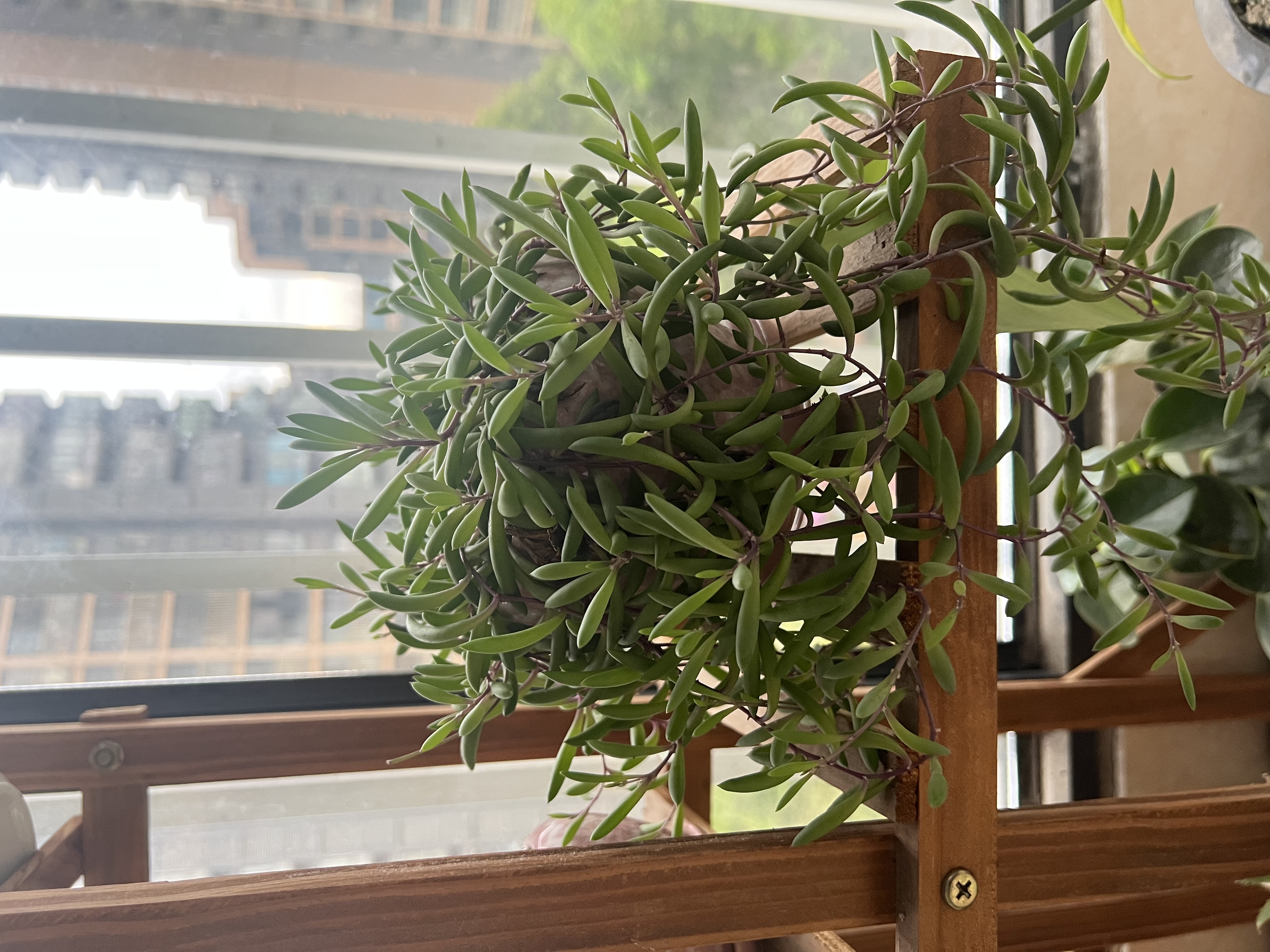 忆丝芸染发膏植物纯亚麻灰棕染发剂自己在家盖白染头膏不沾男女士专用 实拍图