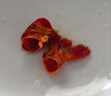 今锦上十三香小龙虾3斤 4-6钱 净虾1.5斤 中号25-33只 加热即食26年新虾 实拍图