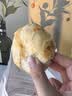 芝麻官正宗黄庄月饼五仁酥皮月饼420g河北石家庄特产糕点心中秋节送礼 实拍图