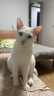 网易严选全价冻干双拼猫粮3.0 猫干粮成猫幼猫通用高鲜肉粮 自营金选1.8kg 实拍图