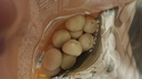 大希地老面梅干菜鲜肉小笼包 1000g约40个 嵊州风味手工包制 早餐半成品 实拍图