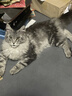 领先成猫尝鲜礼包主食级烘焙猫粮猫条餐盒汤包（新老款随机发货） 实拍图