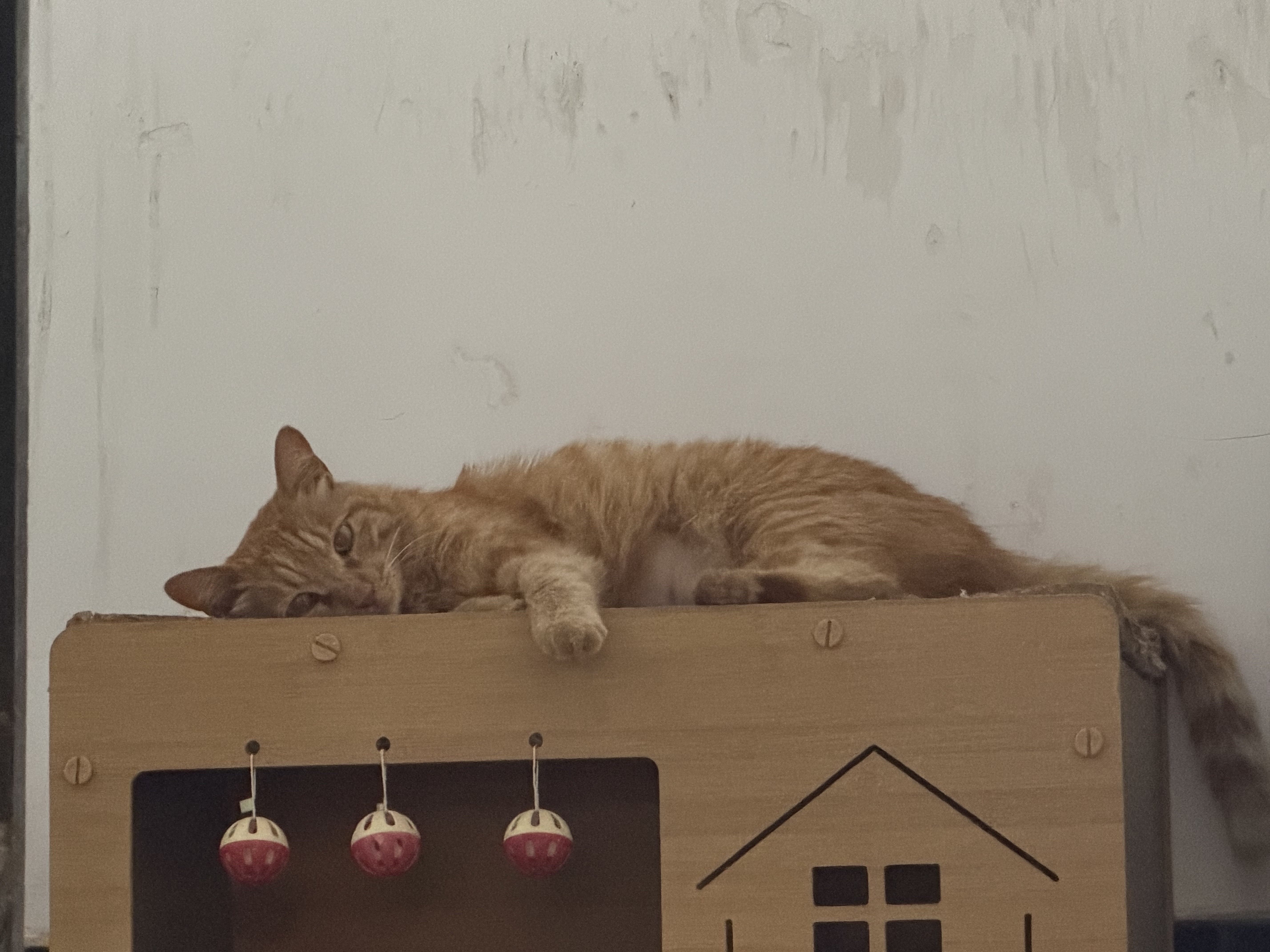 冠能猫粮室内成猫猫粮2.5kg 全价猫粮 添加膳食纤维 控制毛球 实拍图