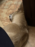 疯狂小狗 中大型幼犬成犬狗粮边牧边境牧羊犬专用全价粮20斤狗粮10kg 实拍图