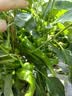 沫檬管道疏通剂500g*3 厨房马桶下水管道疏通剂地漏强力溶解剂 实拍图