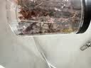 川珍八角150g【配料干净】广西大料茴香烧炖卤肉调料家庭装佐料香辛料 实拍图