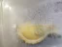 京鲜生泰国金枕榴莲瓣带壳重1.5斤2-3房果肉液氮冷冻新鲜进口水果礼盒 实拍图