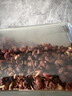 湾琴河 红花椒100g 炖肉料香辛料麻椒藤椒火锅调料底料 实拍图