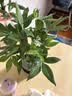 八芽盆栽发财树植物室内禅意招财树盆景办公室桌面绿植源头直发包邮 五福发财树-圆肚盆-密胺托盘 含盆 实拍图