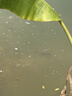 达亿瓦（DAIWA）21/23 LEGALIS CS LT 纺车轮金属线杯轻量远投钓鱼轮 左右手互换型 23追加 3000S-CXH(浅线杯+高高速 实拍图