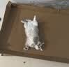 网易严选猫湿粮零食浓汤大口肉罐头鸡肉+三文鱼 85g*24罐 实拍图