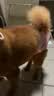 宠号狗狗绝育服母犬四脚衣手术服断奶衣服小中大型犬金毛柯基泰迪比熊 粉色（四季纯棉 绝育仅母犬可用） L 建议20-40斤 实拍图