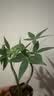 八芽水培植物发财树小盼菩提桌面盆栽净化空气室内摆件办公室绿植花卉 双杆发财树-轻奢小蓝瓶-几何木架 含盆 实拍图