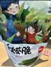 胶缤秋葵脆干蔬果干新鲜秋葵果蔬脆干脱水蔬菜干无添加剂儿童零食250g 实拍图