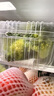泰森（Tyson）腿软骨 454g 1袋 冷冻 鸡脆骨鸡软骨掌中宝烧烤生鲜食材 实拍图