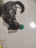 欢宠网猫薄荷球猫玩具猫咪磨牙自嗨解闷神器耐咬逗猫棒猫猫小猫幼猫宠物 实拍图