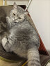 LEGENDSANDY蓝氏 全价猫粮成猫幼猫生骨肉冻干粮猎鸟乳鸽系列兔肉口味1.5kg*3 实拍图