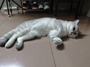 皇家猫粮 英短成猫粮 BS34 通用粮 12月以上 2KG 实拍图