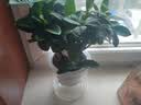 萌肉居易活盆栽花卉水培土培绿植桌面植物浓香型栀子花+早安盆源头直发 实拍图