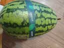 藤上熟吊秧小西瓜1粒1.5kg 实拍图
