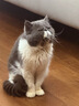 卫仕五拼冻干山海盛宴猫粮1.5kg 成猫幼猫高蛋白粮通用长肉发腮主食 实拍图