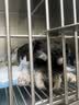 腆宠狗笼狗窝猫笼狗笼子中小型犬带厕所猫笼子大号家用室内狗围栏兔笼 实拍图