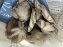 美加佳三去小章鱼净重2斤（500g*2袋）16-26只 去脏八爪鱼 聚餐 实拍图