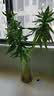 特大号轻奢创意简约玻璃花瓶透明水养鲜花北欧ins风客厅插花摆件 【28高】透明太阳花 实拍图