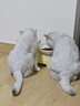 皇家猫粮 幼猫猫粮 幼猫奶糕 K36 通用粮 4-12月 10KG 实拍图