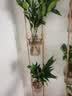 京东绿植驱蚊竹柏水培驱蚊植物盆栽办公室桌面花卉水养办公室绿植源头直发 实拍图