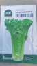 北蔬白菜种子苗青麻叶直筒白菜夏秋蔬菜籽 天津绿白菜种子15g约4500粒 实拍图