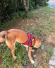 高悠派狗狗牵引绳中大型犬背心式胸肩背带拉布拉多狗绳宠物通用 实拍图