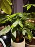 花翁大盆三杆发财树绿植盆栽招财植物办公室内开业盆景金钱树源头直发 实拍图