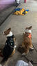皇家狗粮 成犬狗粮 犬粮 宠物 中型犬 M25 全价犬粮 12月 15KG 实拍图